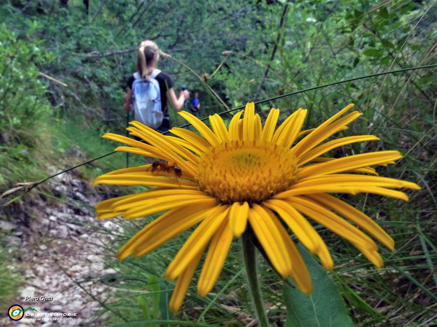 73 Doronicum grandiflorum (Doronico dai fiori grandi).JPG -                                